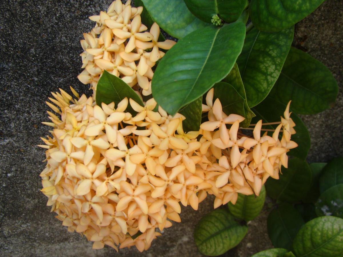 Moragalla Dilu Villa 베루왈라 외부 사진