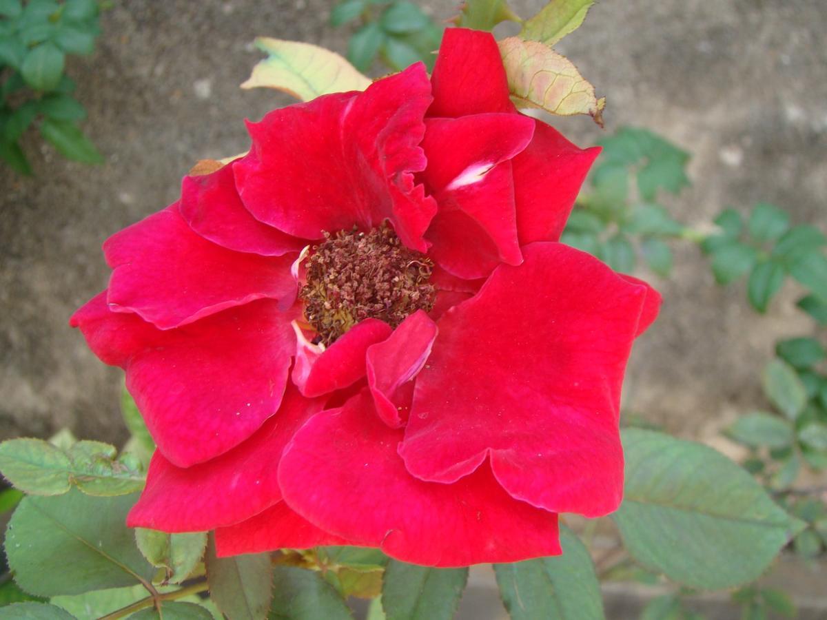 Moragalla Dilu Villa 베루왈라 외부 사진